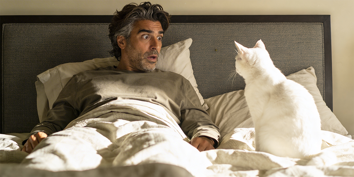 El significado de soñar con un gato blanco